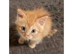 Adopt Engleman_4 a Orange or Red Domestic Shorthair / Mixed cat in Edinburg