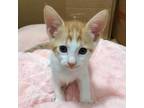 Adopt Kiwi a White Domestic Shorthair / Mixed cat in Edinburg, TX (34680306)