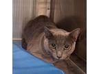 Adopt Kevin a Gray or Blue Domestic Shorthair / Mixed cat in Greensboro
