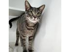 Adopt Alex a Gray or Blue Domestic Shorthair / Mixed cat in Greensboro