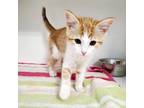 Adopt Kylie a Orange or Red Domestic Shorthair / Mixed cat in Greensboro