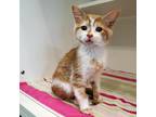 Adopt Erica a Orange or Red Domestic Shorthair / Mixed cat in Greensboro
