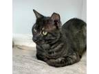 Adopt Smokey stripes a All Black Domestic Shorthair / Mixed cat in Greensboro