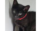 Adopt BJ a All Black American Shorthair / Mixed cat in Buffalo, WY (34680215)