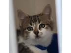 Adopt Hawkeye a Gray or Blue American Shorthair / Mixed cat in Buffalo