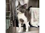 Adopt HENNY a Gray or Blue (Mostly) Domestic Shorthair / Mixed (short coat) cat
