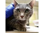 Adopt SNOWFLAKES a Gray, Blue or Silver Tabby Domestic Shorthair / Mixed (short