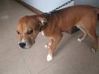 Adopt ADIKIA a Brown/Chocolate - with White Black Mouth Cur / Mixed dog in