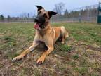 Adopt Runa a Tan/Yellow/Fawn Belgian Malinois / Mixed dog in Gwinn