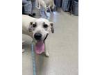 Adopt Dolly a Tan/Yellow/Fawn Black Mouth Cur / Great Pyrenees / Mixed dog in