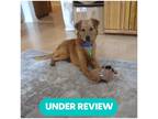 Adopt MACAW a Brown/Chocolate Golden Retriever / Spaniel (Unknown Type) dog in