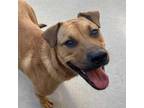 Adopt JERROD* a Tan/Yellow/Fawn - with Black Shar Pei / Mixed dog in Tucson