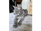 Adopt Gray a Gray or Blue (Mostly) American Shorthair / Mixed (short coat) cat