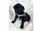 Adopt Tommy a Black Labrador Retriever / Boxer / Mixed dog in Mooresville