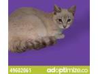 Adopt Lyka a Brown or Chocolate Siamese / Mixed cat in El Paso, TX (34679860)