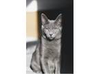 Adopt Issac a Gray or Blue Domestic Shorthair (short coat) cat in Salem