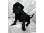 Adopt Winston a Black Labrador Retriever / Boxer / Mixed dog in Mooresville