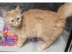 Adopt Dory a Orange or Red Domestic Longhair / Mixed cat in Anoka, MN (34679816)