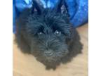 Adopt Rocky Road a Black Schnauzer (Miniature) / Mixed dog in Durham