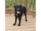 Adopt Jessie a Black Labrador Retriever dog in Greenbelt, MD (34679821)