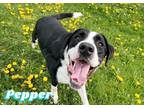 Adopt Pepper a Mastiff / St. Bernard / Mixed dog in Orangeville, ON (34679743)