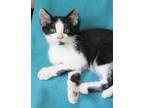 Adopt Drew a Domestic Shorthair cat in Georgetown, OH (34679739)