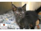 Adopt OERO* a All Black Domestic Shorthair / Mixed (short coat) cat in Garland