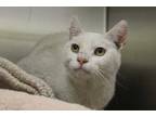 Adopt OPAL* a White Domestic Shorthair / Mixed (short coat) cat in Tucson