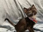 Adopt MEI a Black & White or Tuxedo Domestic Shorthair / Mixed (short coat) cat
