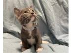 Adopt FA a Gray or Blue (Mostly) Domestic Shorthair / Mixed (short coat) cat in