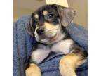 Adopt Berry a Tricolor (Tan/Brown & Black & White) Beagle / German Shepherd Dog