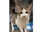 Adopt Connie a White Domestic Shorthair / Domestic Shorthair / Mixed cat in