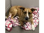 Adopt Echo a Australian Cattle Dog / Great Pyrenees / Mixed dog in Des Moines