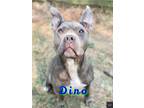 Adopt Dino a Gray/Silver/Salt & Pepper - with White American Pit Bull Terrier /