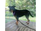 Adopt Lily a Black - with Tan, Yellow or Fawn Miniature Pinscher / Mixed dog in