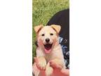 Adopt Surry a Tan/Yellow/Fawn Husky / Golden Retriever / Mixed dog in Niagara