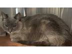 Adopt BUKI a Gray or Blue (Mostly) Siamese / Mixed (short coat) cat in Long