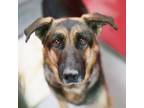 Adopt *JOYCE a Black - with Tan, Yellow or Fawn German Shepherd Dog / Mixed dog