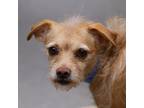 Adopt MISTER a Tan/Yellow/Fawn - with White Rat Terrier / Mixed dog in Las