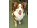 Adopt Kobe a Australian Shepherd / Mixed dog in Raleigh, NC (34679564)