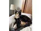 Adopt Truffles a Calico or Dilute Calico American Shorthair / Mixed (short coat)