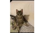 Adopt Nani a Gray or Blue Domestic Mediumhair / Mixed (medium coat) cat in San
