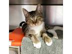 Adopt Elvis Catsley a Domestic Shorthair / Mixed cat in Mipiltas, CA (34679543)