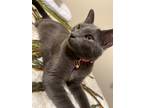 Adopt Kai a Gray or Blue Russian Blue / Mixed (short coat) cat in Ontario