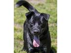 Adopt Joy a Black Labrador Retriever / Mixed dog in Georgetown, DE (34679536)