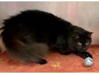 Adopt Pam a All Black Domestic Shorthair / Domestic Shorthair / Mixed cat in