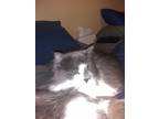 Adopt Taz a White Domestic Longhair / Mixed (long coat) cat in Seattle