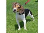 Adopt PTH Monti a Tricolor (Tan/Brown & Black & White) Beagle / Mixed dog in