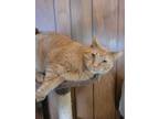 Adopt Thunder a Tan or Fawn Tabby American Shorthair / Mixed cat in Atlantic