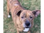 Adopt Storm a American Staffordshire Terrier / Mixed dog in Baltimore
